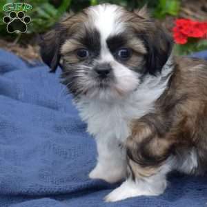 Zucchini, Shih Tzu Puppy
